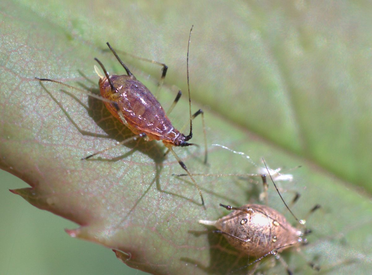 Macrosiphum rosae ??